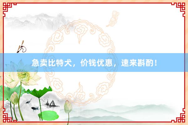 急卖比特犬,价钱优惠,速来斟酌!